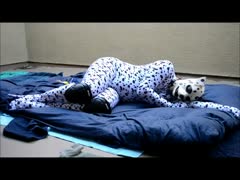 Playful Dalmatian pup