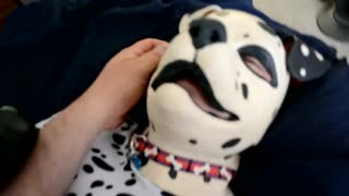 Dalmatian Puppy Play 3