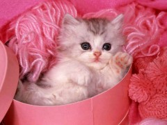 pink-cat