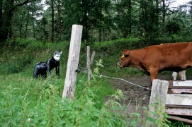 Cows, are they edible?