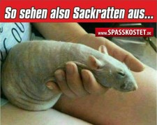 Sackratte 01