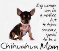 Chihuahua Mom