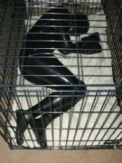 Caged pup