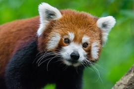 Red_Panda_(23648100858)