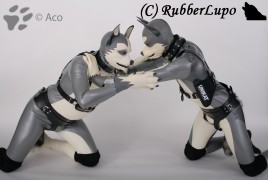 Wrestling Dogs05