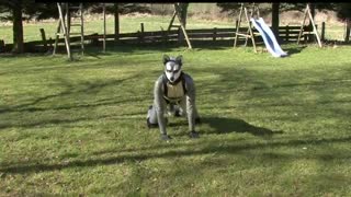 Rubber Dog Akki Outdoor Apportier Training