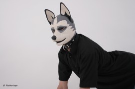 RubberDog Lupo as a Husky.