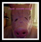 oink oink