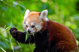 Endangered_Red_Panda