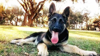 black-and-tan-german-shepherd1