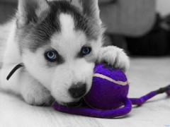 puppies-siberian-husky-puppy-693797