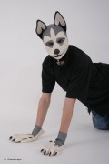 RubberDog Lupo as a Husky.