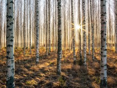 Birch-forest-trees-sun-rays_1920x1440