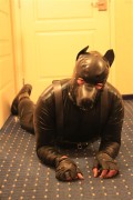 Pup in gear